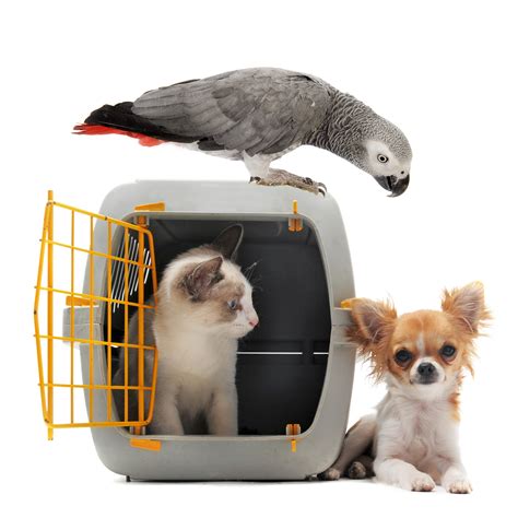 Shipping pets. Things To Know About Shipping pets. 